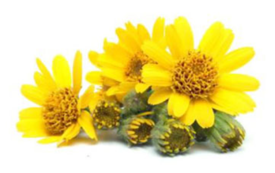 Άρνικα (Arnica Montana)
